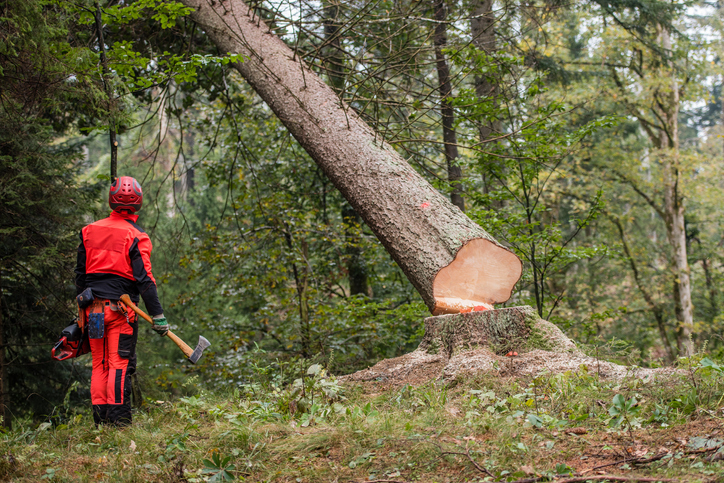 mężczyzna ubrany w odzież ochronną wycina drzewo w lesie